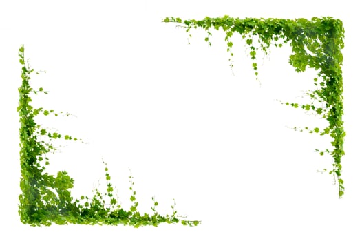 vine frame leaf vine isolates on a white background photo