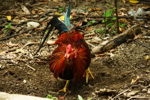 portrait of a rooster relaxing on the ground photo