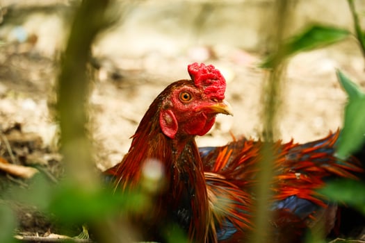 portrait of a rooster relaxing on the ground photo