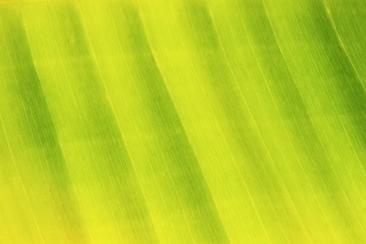 Abstract background nature leaf banana tree photo