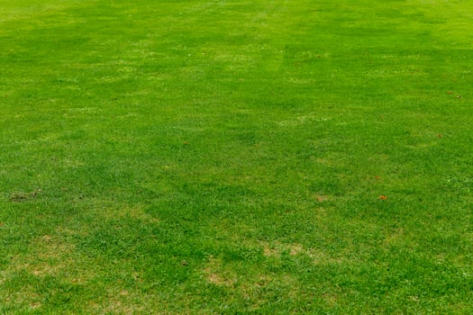 A close-up of lush, green grass on a sunny day photo