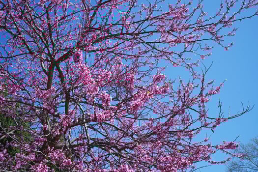 Close up blooming pink Saucer Chinese Magnolia tree in green botanical garden park photo