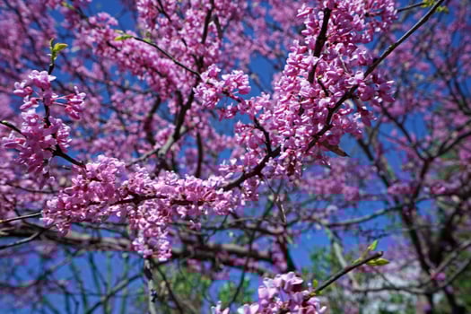 Close up blooming pink Saucer Chinese Magnolia tree in green botanical garden park photo