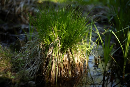 Plants in the forest. Nature in summer. Forest thicket. photo