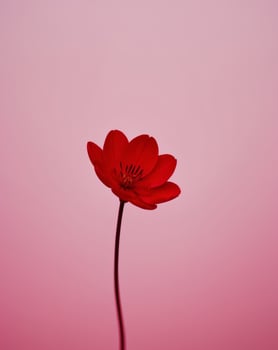 A single red flower is in front of a pink background photo
