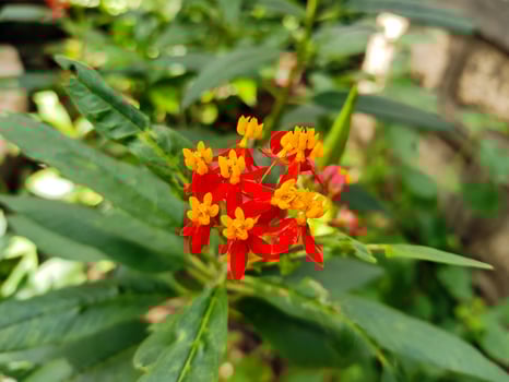 Asclepias curassavica, often recognized as tropical milkweed, belongs to the milkweed genus, Asclepias, and is a flowering plant species. photo