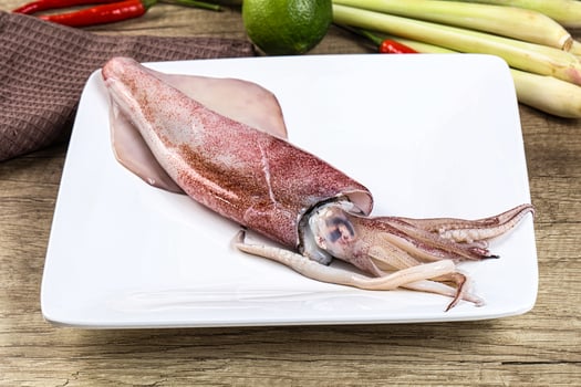 Raw fresh squid for cooking photo