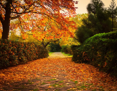 Autumn path in the park with autumn leaves photo