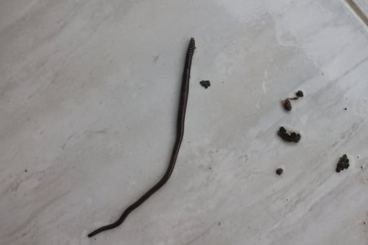 a worm on a gray ceramic photo