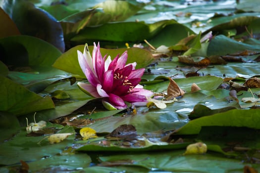 Pink Water Lily Blooming Among Lily Pads photo