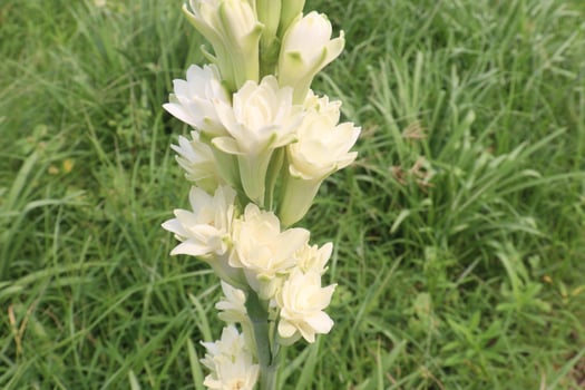 Tuberose flower plant on farm for harvest photo