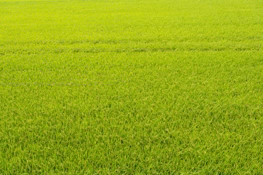 Green rice field as background photo