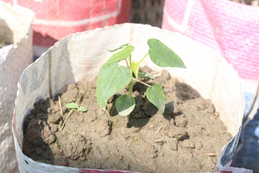 Yardlong bean plant on farm for harvest photo