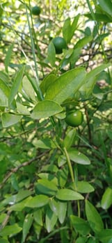 Lemon Plant with Lemons photo