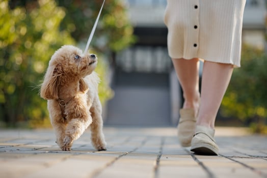 girl walking brown maltipoo dog close up, dog walking and animal care photo