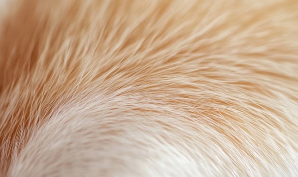 The fur of a dog is shown in a close up photo