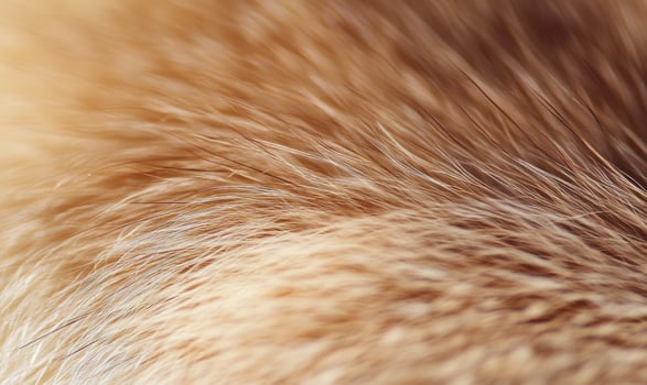 The fur of a dog is shown in a close up photo