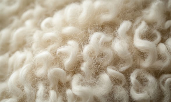 A close up of a fuzzy, white, and curly wool photo
