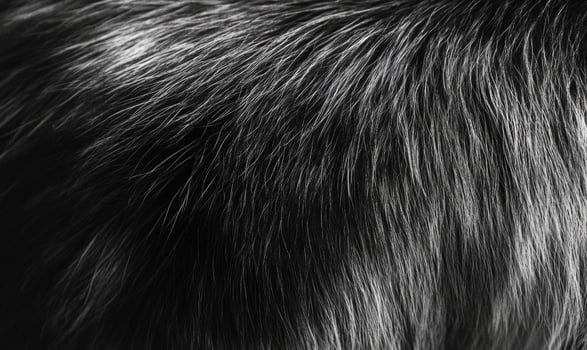 The fur of a dog is shown in black and white photo
