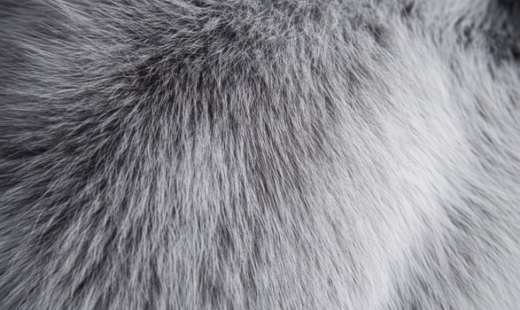 The fur of a cat is shown in a close up photo