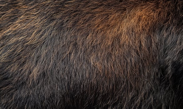 The fur of a brown bear is shown in detail photo