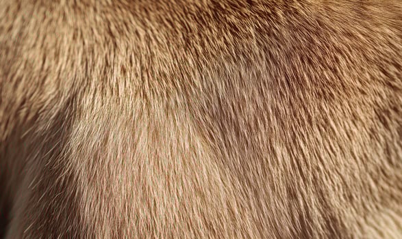 The fur of a dog is shown in a close up photo