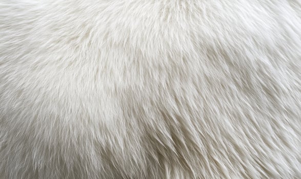 The fur of a white animal is shown in detail, with the texture photo