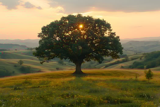 Tranquil Sunset Landscape with Majestic Tree in Rolling Hills photo
