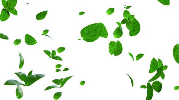 Mint leaves flying on white background photo