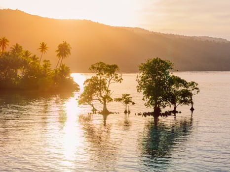 Landscape with mangrove trees in water and sunrise or sunset sunlight in Indonesia. photo