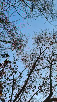 Photo of leaves and stems with green and yellow leaves. Starting to enter autumn.
