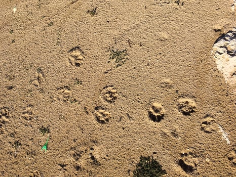 Cat and dog paw prints on wet sand. Funny background photo