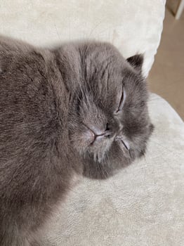 Peaceful gray scottish fold cat sleeping on soft surface at home. Relaxation, comfort, pet and cozy home concept photo