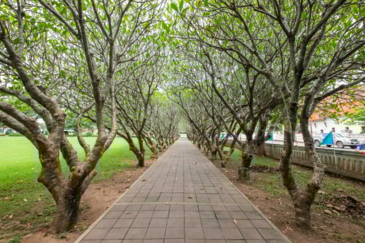 Pathway in plumeria tree garden photo