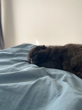 Peaceful gray scottish fold cat sleeping on soft surface at home. Relaxation, comfort, pet and cozy home concept photo