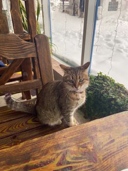 Curious scottish cat sitting on blanket on bed. Beautiful domestic grey cat with yellow eyes wear red collar with bell looking aside, relaxing, daylight from window photo