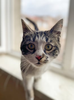 Curious cat stands on a windowsill. Soft light, expressive face and brings focus to its attentive posture. Funny pet concept photo
