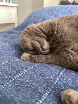Peaceful gray scottish fold cat sleeping on soft surface at home. Relaxation, comfort, pet and cozy home concept photo