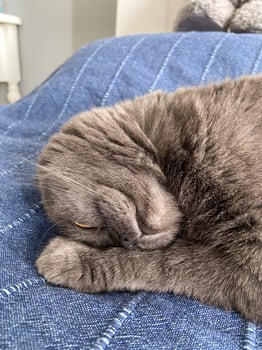 Peaceful gray scottish fold cat sleeping on soft surface at home. Relaxation, comfort, pet and cozy home concept photo