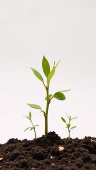 Isolated illustration of a tree sprouting from the earth created with intricate details and textures photo