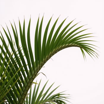 Two lone palm trees on pristine white backdrop photo
