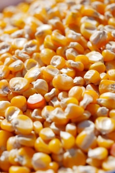 Closeup image of vibrant Golden Corn Kernels, ideal for culinary and agricultural use photo