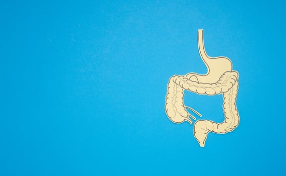 A large intestine shape made from paper on a blue background photo