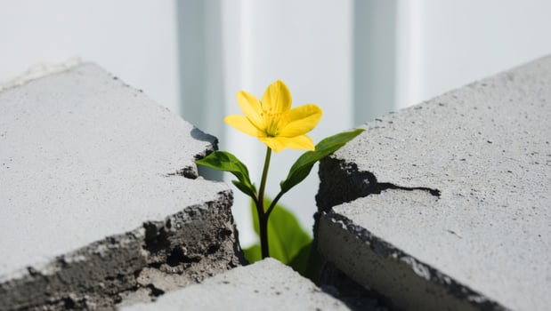 Yellow Flower Growing Through Crack in Concrete. photo