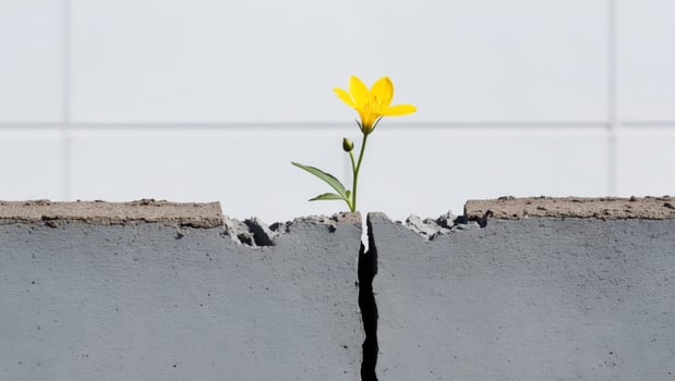 Yellow Flower Growing Through Crack in Concrete. photo