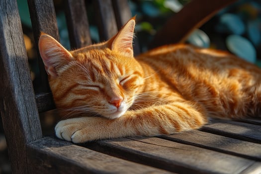 Tabby cat sleeping peacefully on wooden bench photo