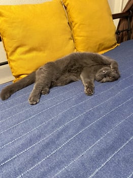 Relaxed funny grey scottish fold cat lying on sofa, pet at home. Domestic bliss and comfort and relaxation concept photo