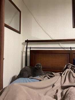 Relaxed grey scottish fold cat lying on sofa, pet at home. Domestic bliss and comfort and relaxation concept photo