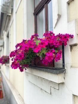 Vibrant pink flowers in window boxes on charming urban building. Lively blossoms create a beautiful contrast with the classic architectural elements of the city backdrop photo