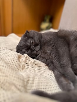 Lazy fat Grey cat Scottish fold on sofa at home, relaxed pet photo